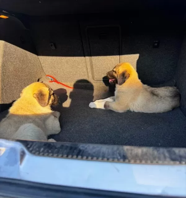 Kampanyalı Kangal Yavrularımız