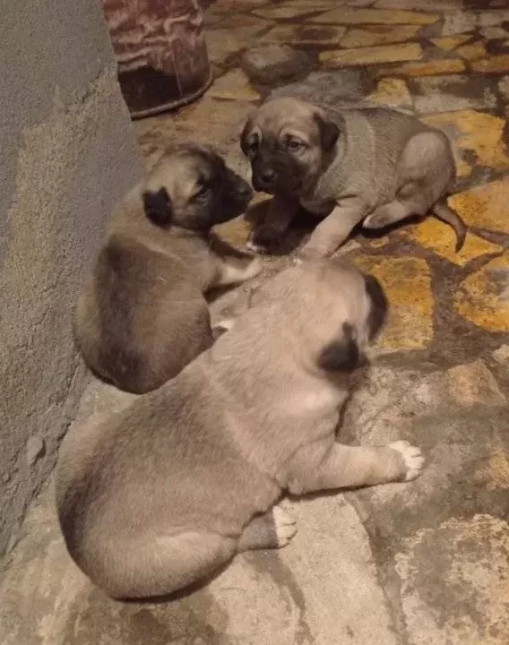 Kampanyalı Kangal Yavrularımız