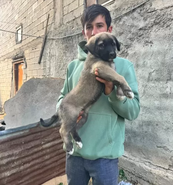 Sivas Kangal Yavrularımız