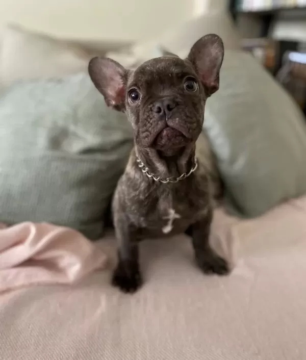 A Kalite Irk Garantili French Bulldog Yavrum