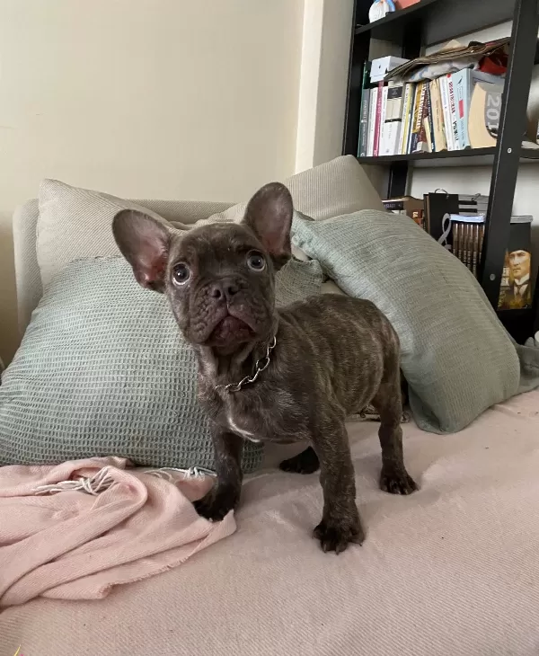A Kalite Irk Garantili French Bulldog Yavrum