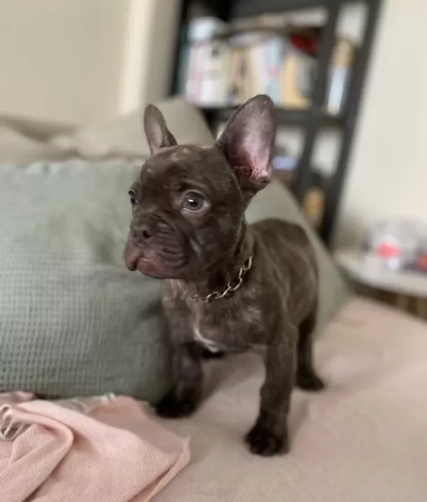 A Kalite Irk Garantili French Bulldog Yavrum