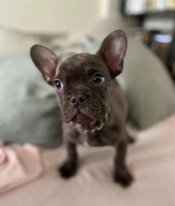 A Kalite Irk Garantili French Bulldog Yavrum