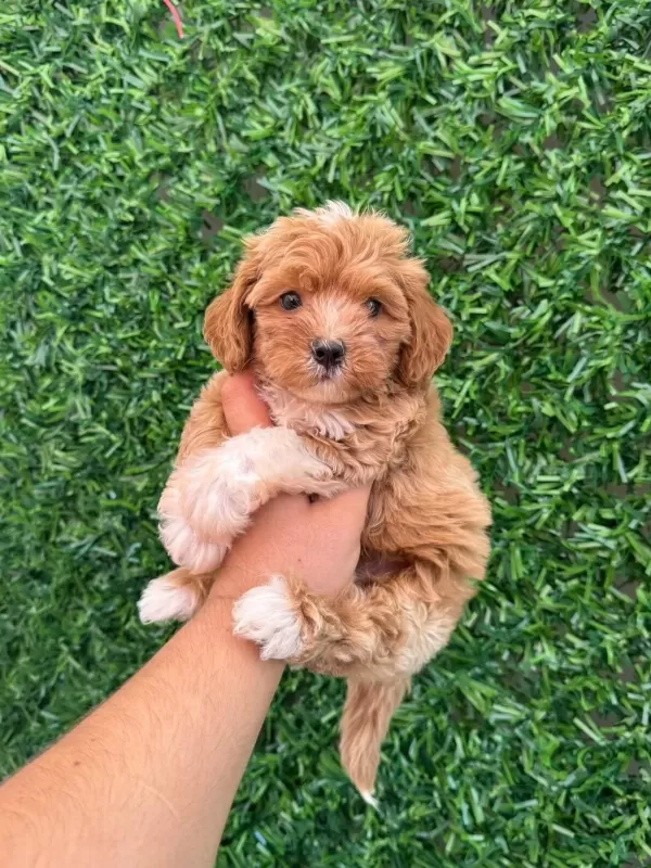 İrk Ve Sağlik Garantili Maltipoo