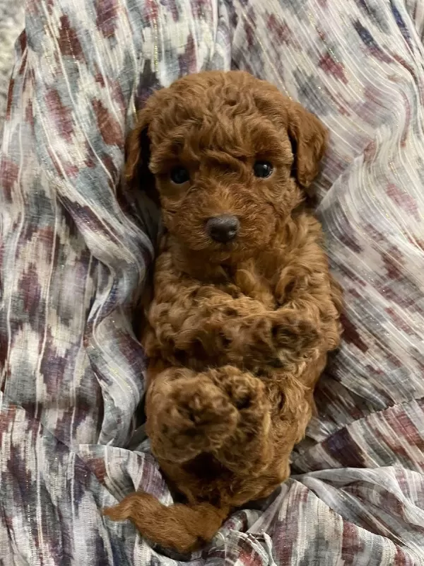 Harika Kore Kan Poodle