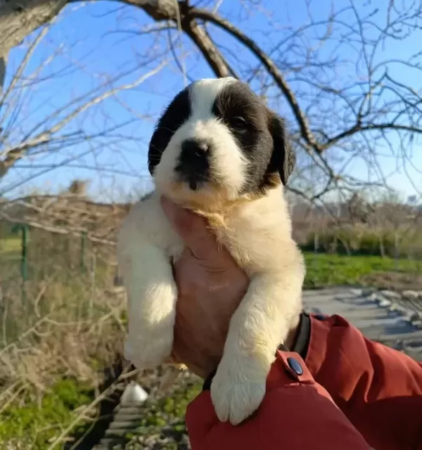 Koca Kafalı Dev St Bernard Bebeklerim
