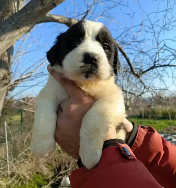 Koca Kafalı Dev St Bernard Bebeklerim