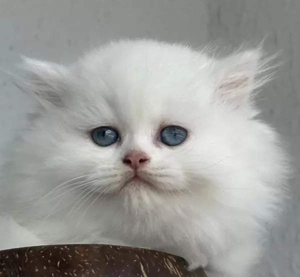 British Longhair Dişi Yavru