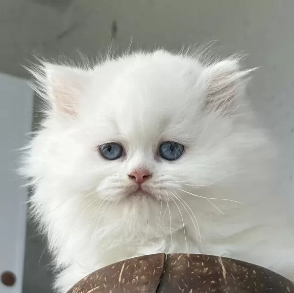 British Longhair Dişi Yavru