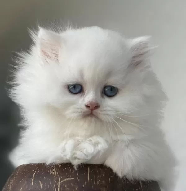 British Longhair Dişi Yavru