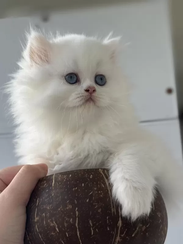British Longhair Dişi Yavru