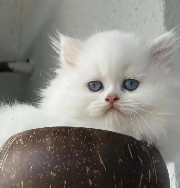 British Longhair Dişi Yavru
