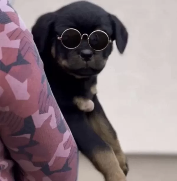 Rottweiler Safkan Köpekleri