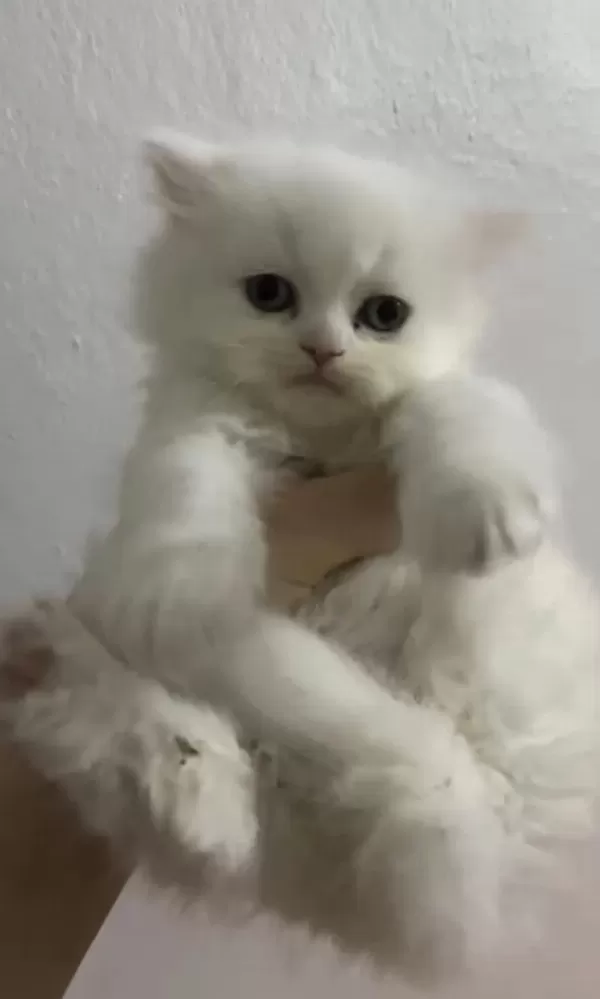 British Longhair Kedisi
