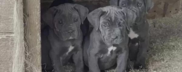 Harika Cane Corso Köpekler