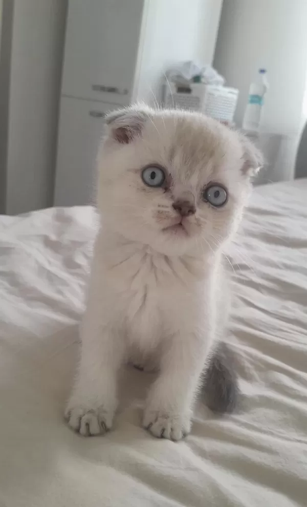 Scottish Fold Kedisi