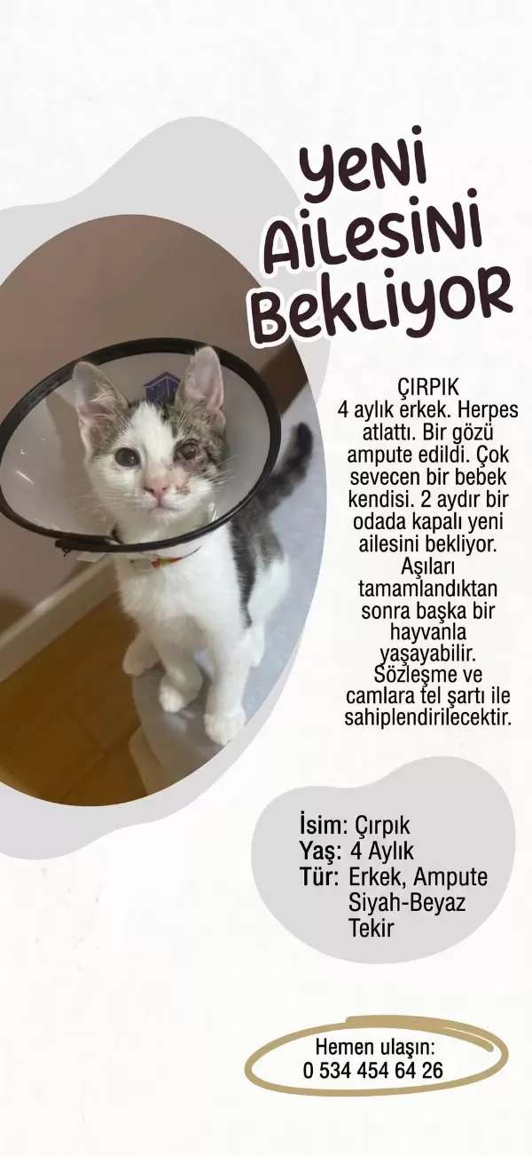 Kedimiz Çirpik Yuva Ariyor
