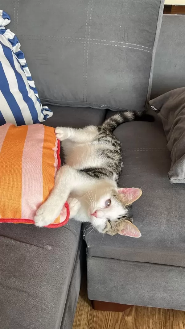 Kedimiz Çirpik Yuva Ariyor