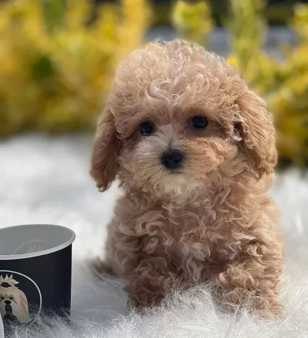 Sevimli Oyuncu Maltipoo Lar