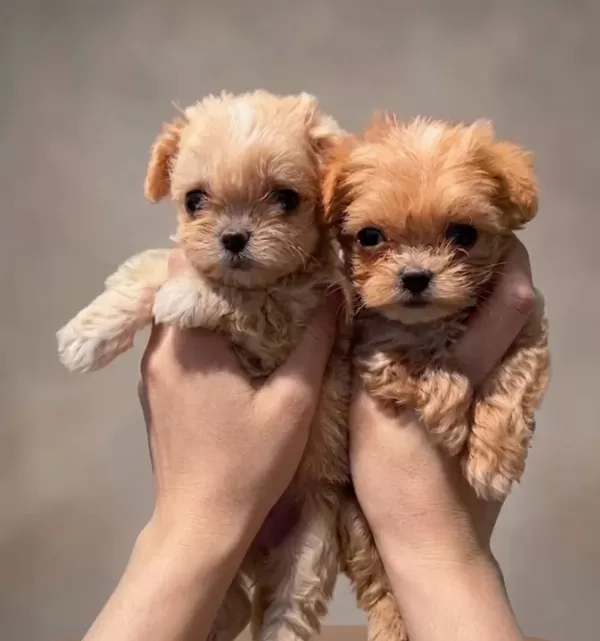 Sevimli Oyuncu Maltipoo Lar