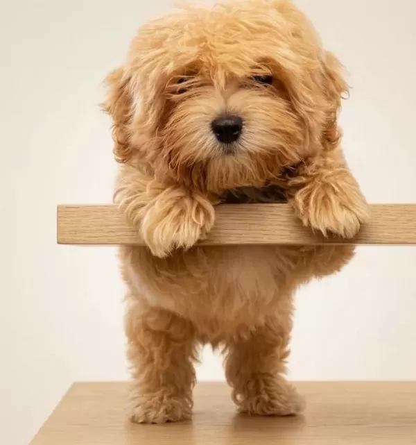 Sevimli Oyuncu Maltipoo Lar