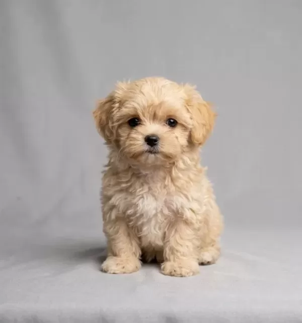 Sevimli Oyuncu Maltipoo Lar