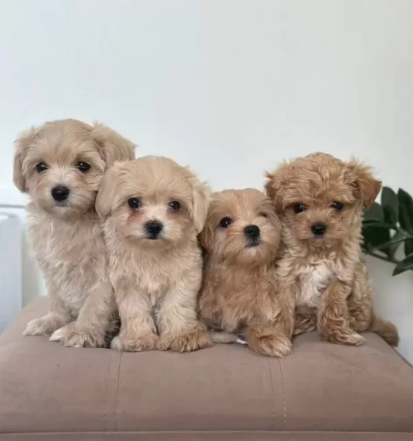 Kahve Tonlu Malti̇poo Ci̇nsi̇ Yavrular