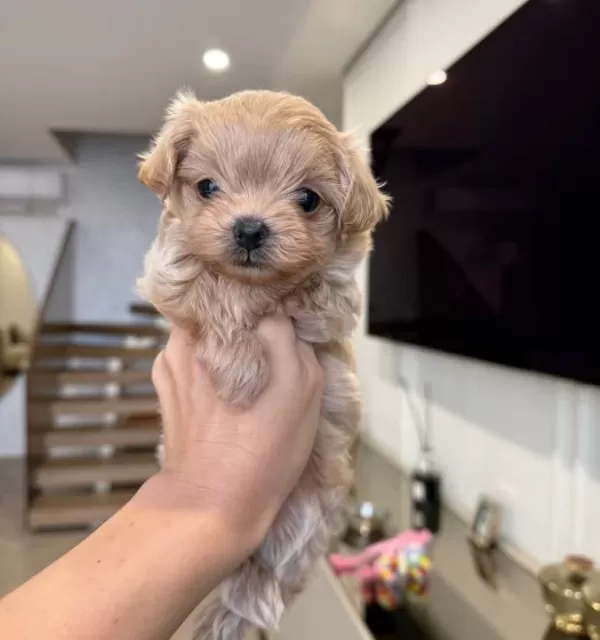 Kahve Tonlu Malti̇poo Ci̇nsi̇ Yavrular