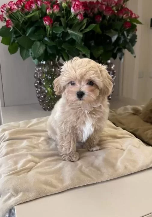 Kahve Tonlu Malti̇poo Ci̇nsi̇ Yavrular