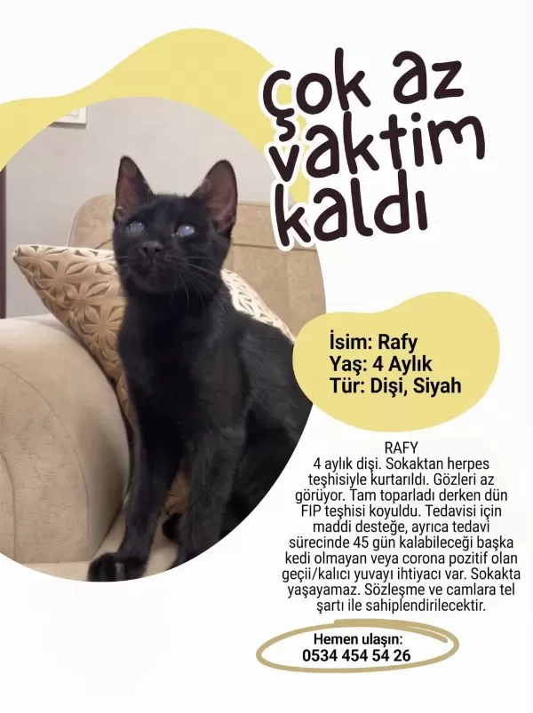 Kedimiz Rafadan Yuva Ariyor