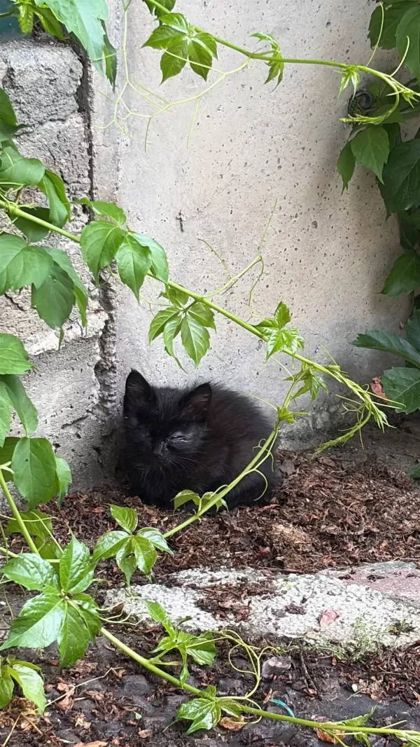 Kedimiz Rafadan Yuva Ariyor