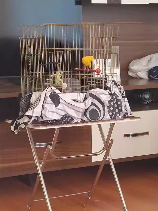 Sarı 1 Yaşında Kanarya Erkek