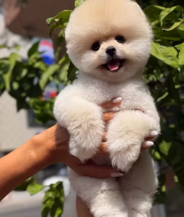 Teddybear Güzelli̇ği̇ Ayicik Oğlumuz
