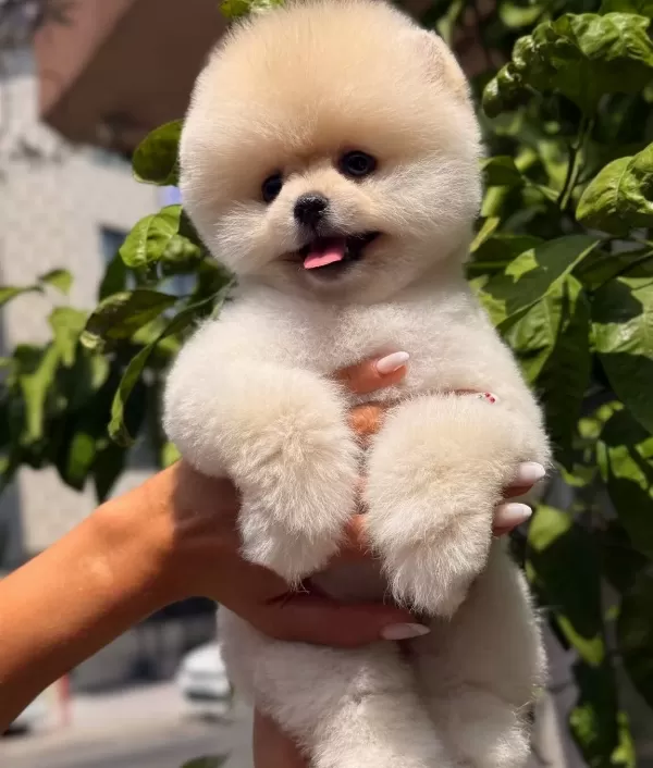 Teddybear Güzelli̇ği̇ Ayicik Oğlumuz