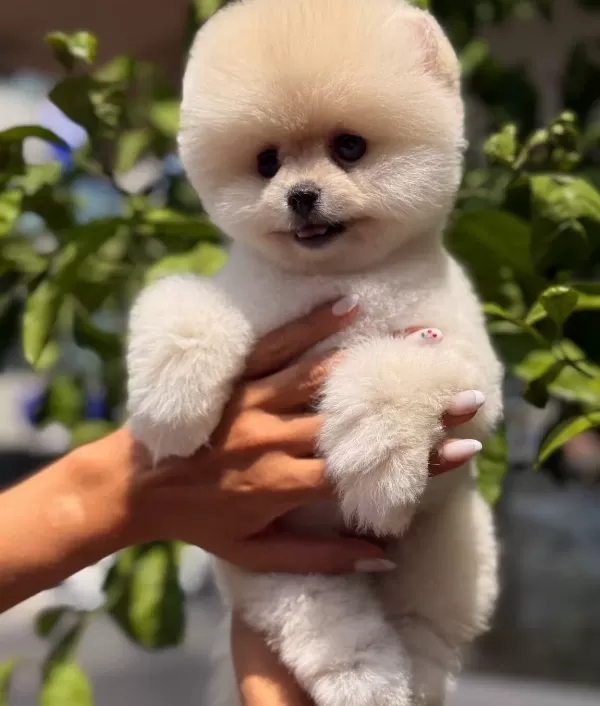 Teddybear Güzelli̇ği̇ Ayicik Oğlumuz