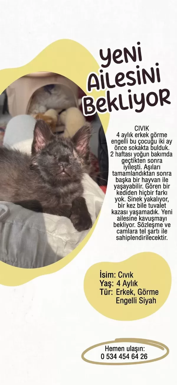 Kedimiz Civik Yuva Ariyor