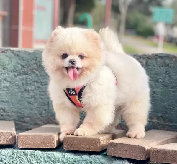 Pomeranian Boo Ayicik Tip Irk Garantili Aşılar Tam Egitimli