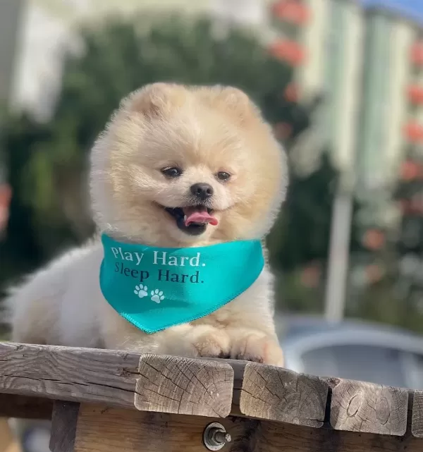 Pomeranian Boo Ayicik Tip Irk Garantili Aşılar Tam Egitimli