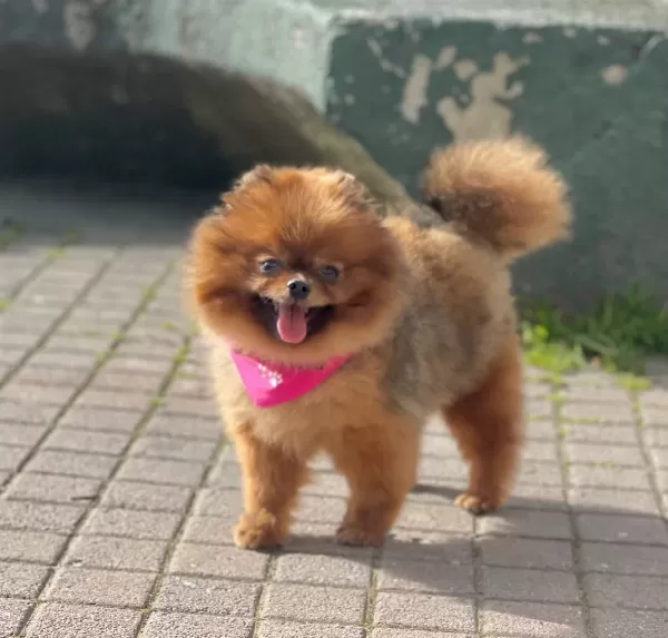 Pomeranian Boo Ayicik Tip Irk Garantili Aşılar Tam Egitimli