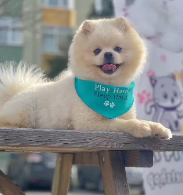 Pomeranian Boo Ayicik Tip Irk Garantili Aşılar Tam Egitimli