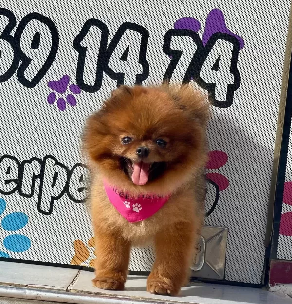 Pomeranian Boo Ayicik Tip Irk Garantili Aşılar Tam Egitimli