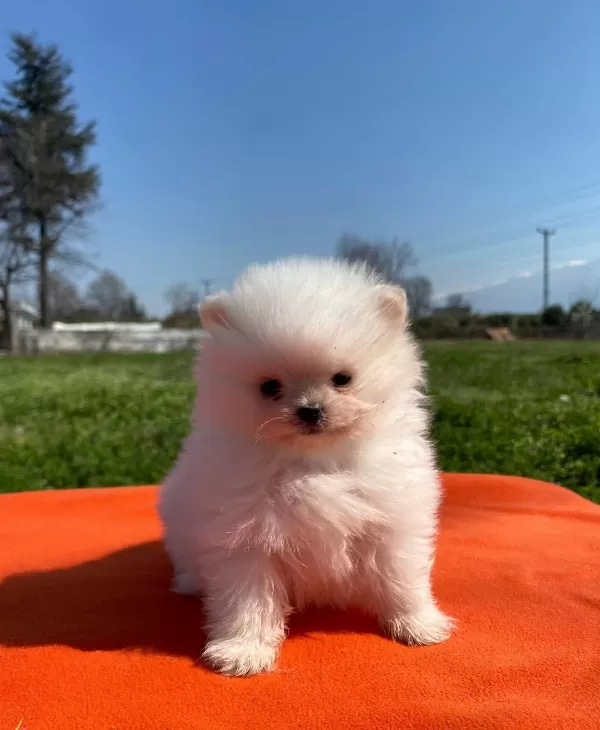 Pomeranian Bebekler