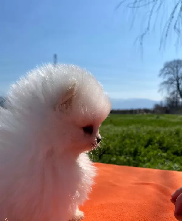 Pomeranian Bebekler