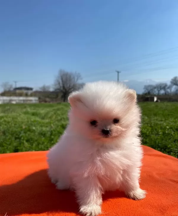 Pomeranian Bebekler