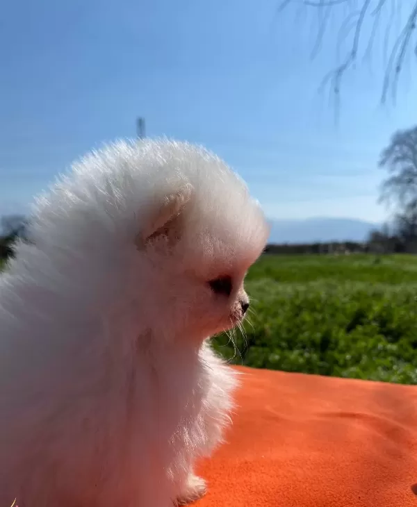 Pomeranian Bebekler