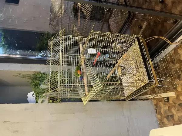 Kafesiyle Birlikte 13 Aylık Geveze Lori Uygun Fiyata