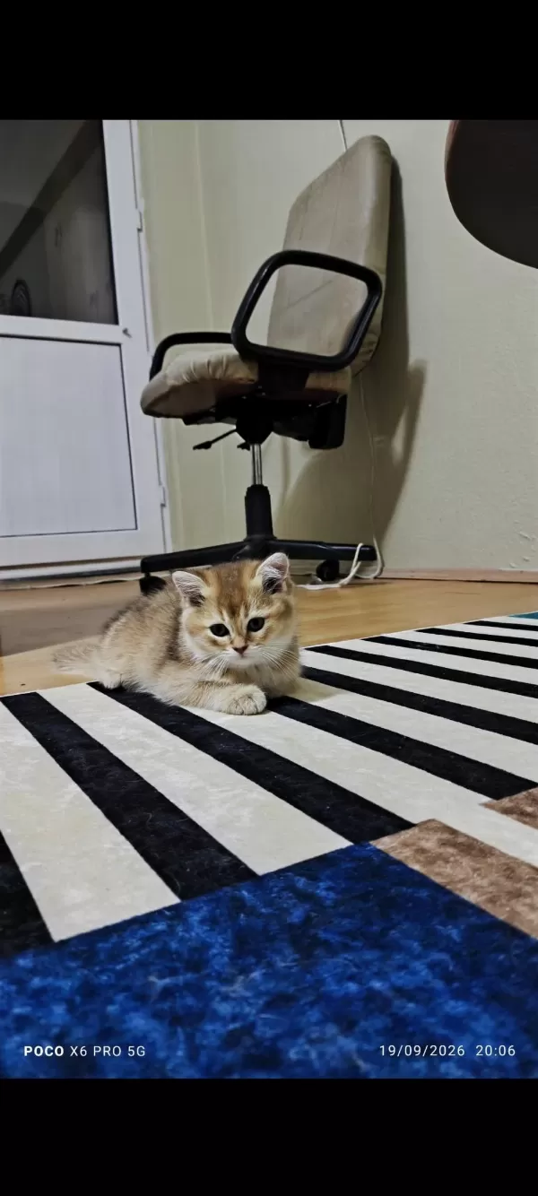 Harika British Golden