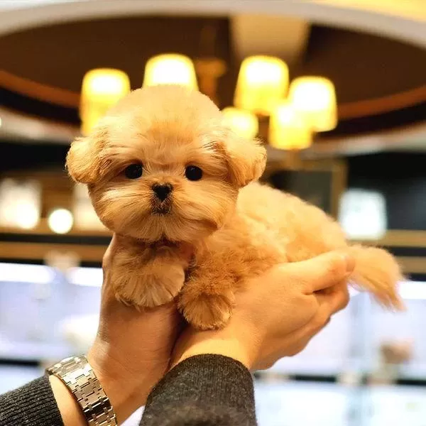 Super Star Toy Poodle Yavrularim
