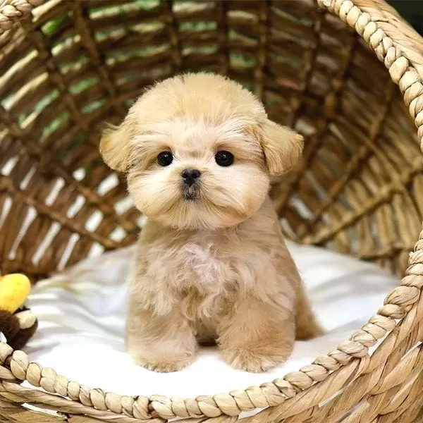Super Star Toy Poodle Yavrularim