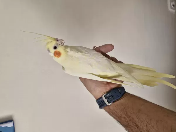Dişi Uysal Ele Alışkın Sultan Papağanı